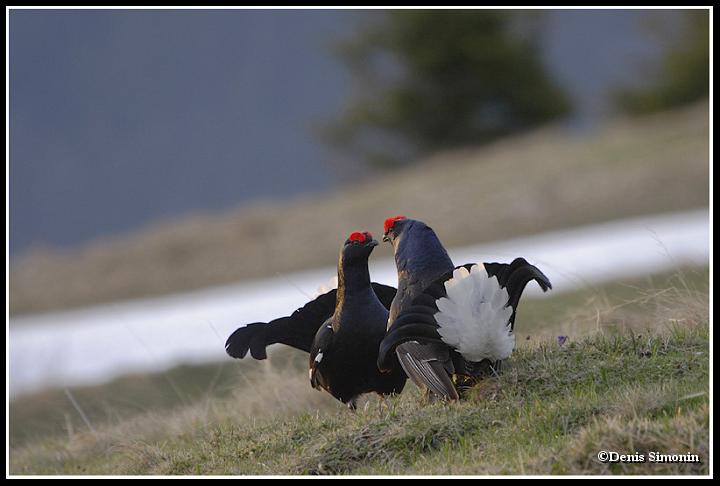 parade de tétras lyres